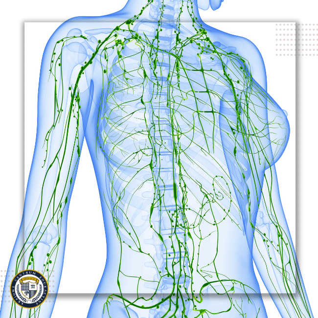 Ilustracja anatomiczna przedstawiająca układ limfatyczny w kolorze zielonym w przezroczystym niebieskim torsie człowieka