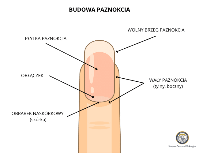 Budowa paznokci - od góry: wolny brzeg paznokcia, płytka paznokcia, wały paznokcia tylny i boczny, obłączek i obrąbek naskórkowy (skórka)